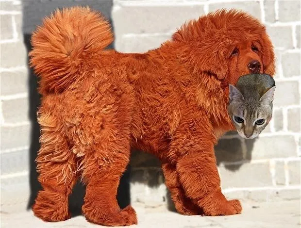 million-dog-620_1848773b.webp