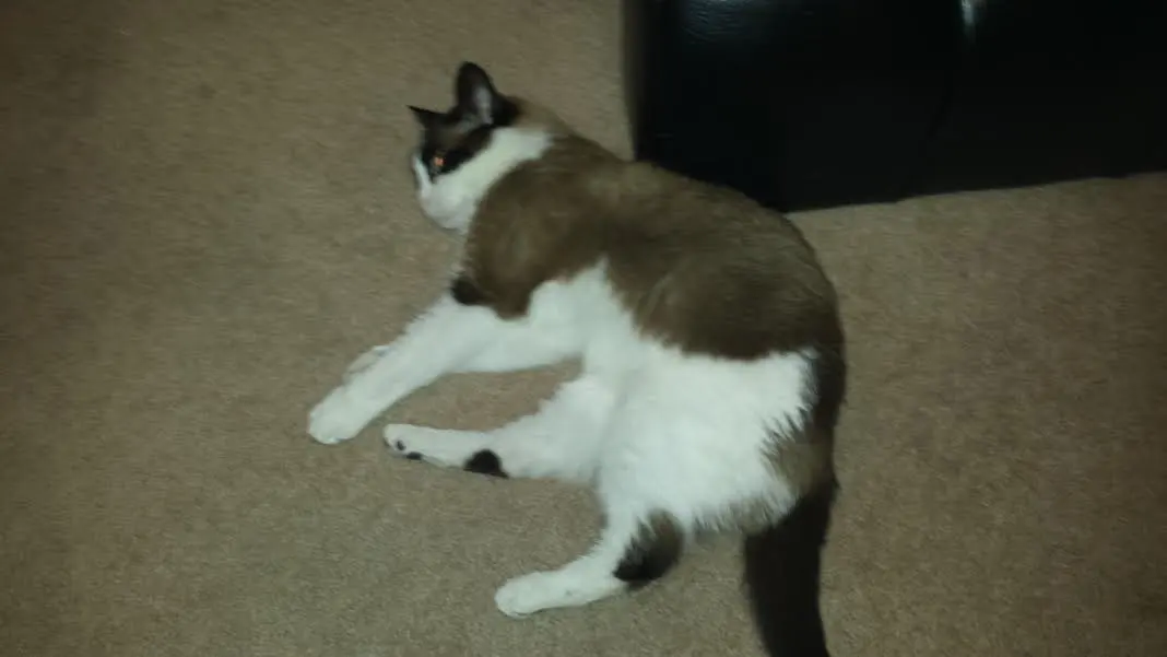 Misera-cat1.webp