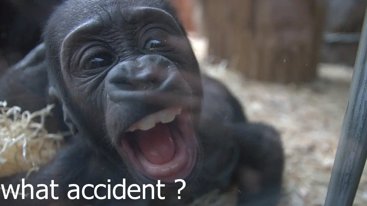 monkey accident.webp