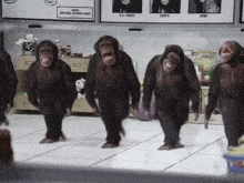 monkey-dancing-chimp.gif
