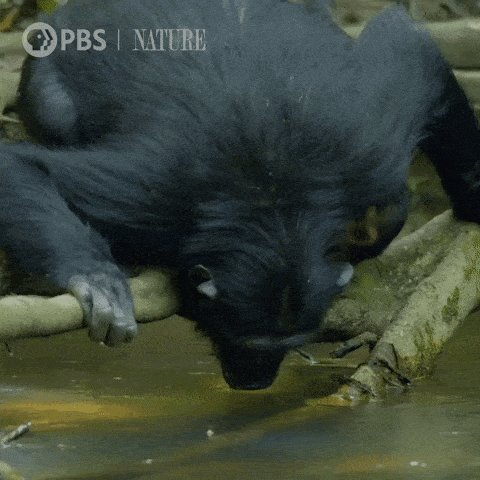 monkey.gif