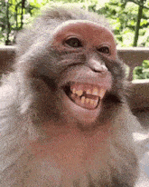 monkey-laught.gif