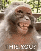 monkey-laught.gif