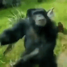 monkey-monkey-dancing.gif