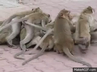 monkey-monkey-fight.gif