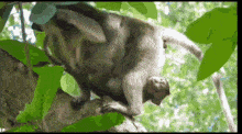 monkey-poop.gif