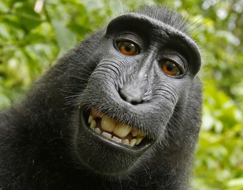 monkey-selfie-lawsuit-4b41bb90f9b728a3.webp