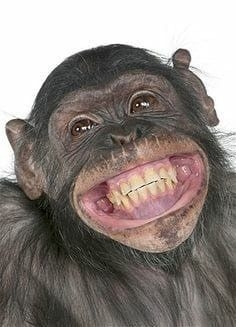 monkey.webp