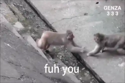 monkeys-monkey.webp
