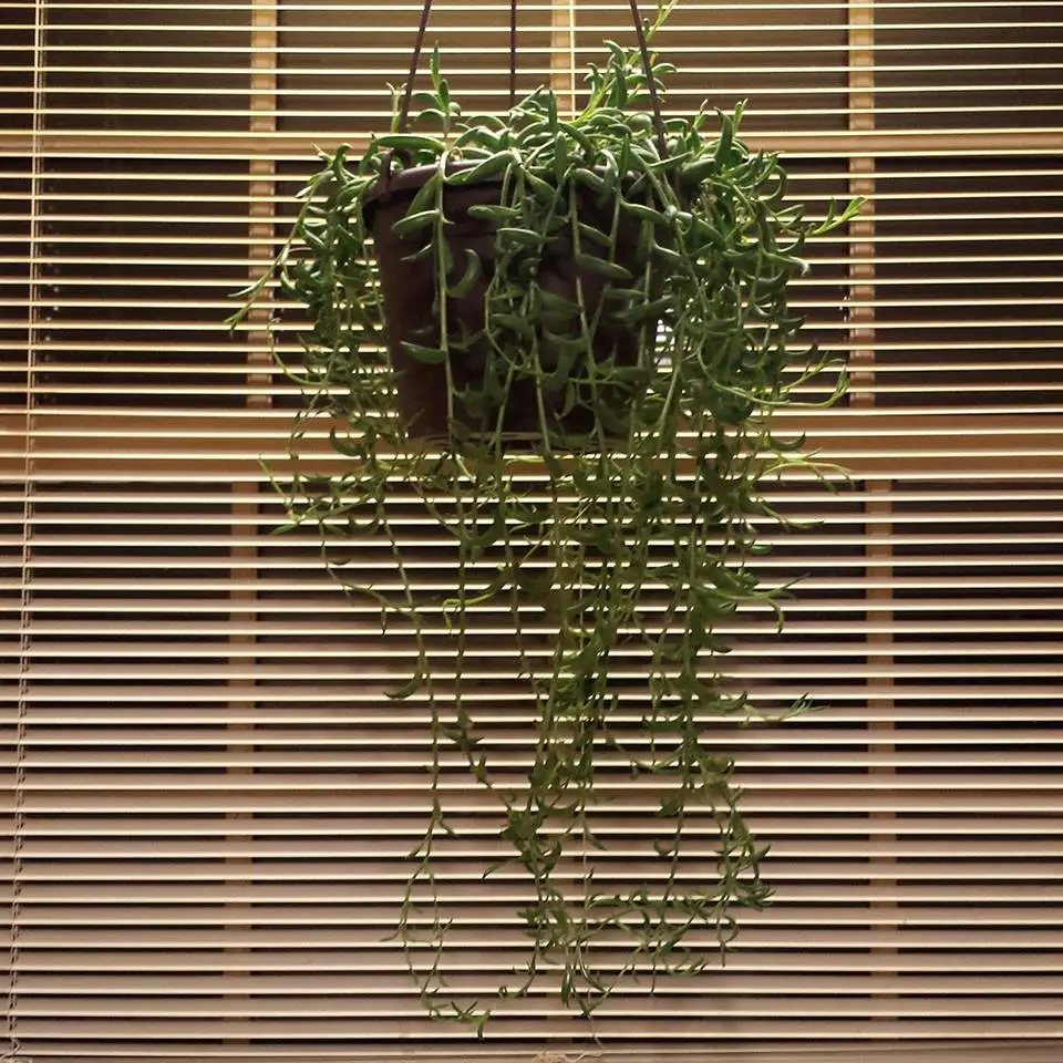mySTRINGofBANANASplant.webp
