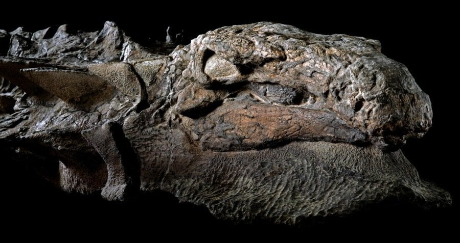nodosaur_dinosaur_discovery_science_2.webp