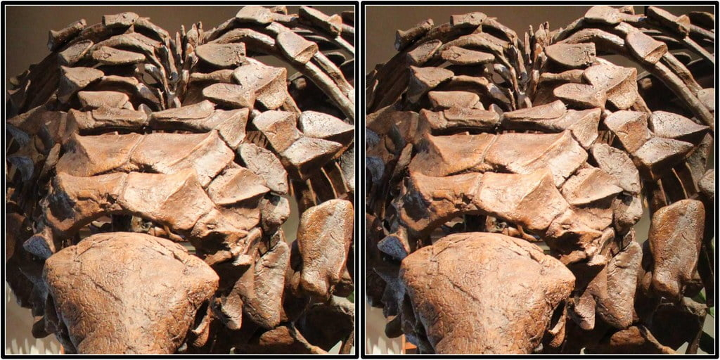 nodosaur_dinosaur_discovery_science_3.webp