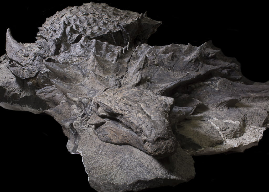 nodosaur_dinosaur_discovery_science_4.webp