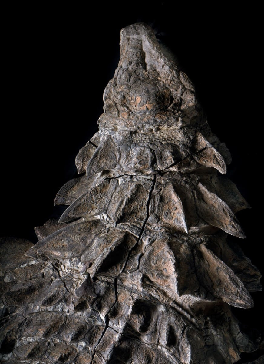 nodosaur_dinosaur_discovery_science_5.webp