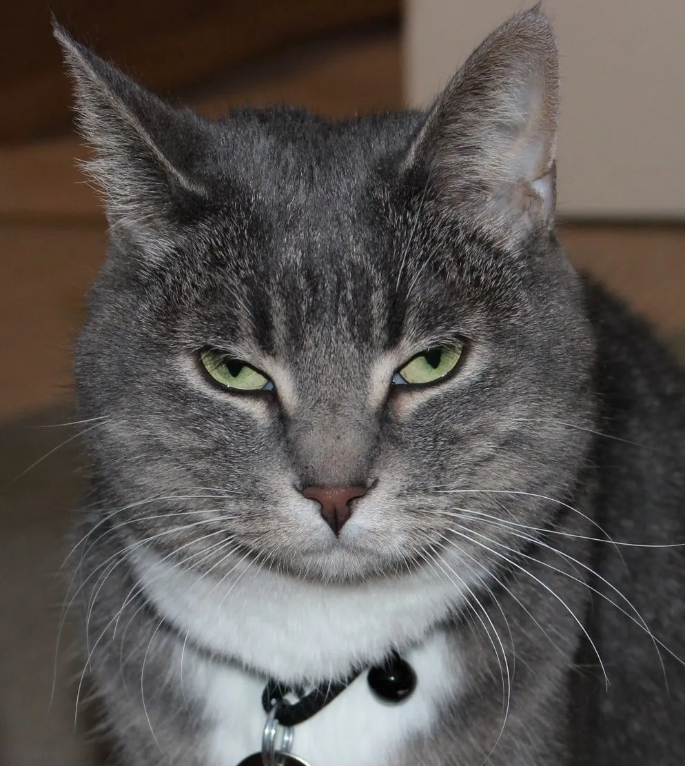 not impressed.webp
