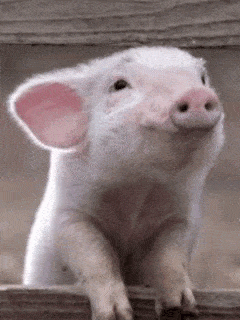 oink.gif