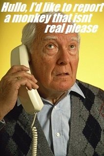 on the phone lol.webp