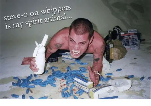 on-whippets-steve-o-is-my-spirit-animal-1139894.webp