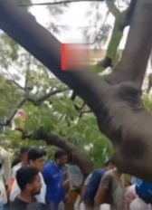 optical illusion nigger swinger.webp