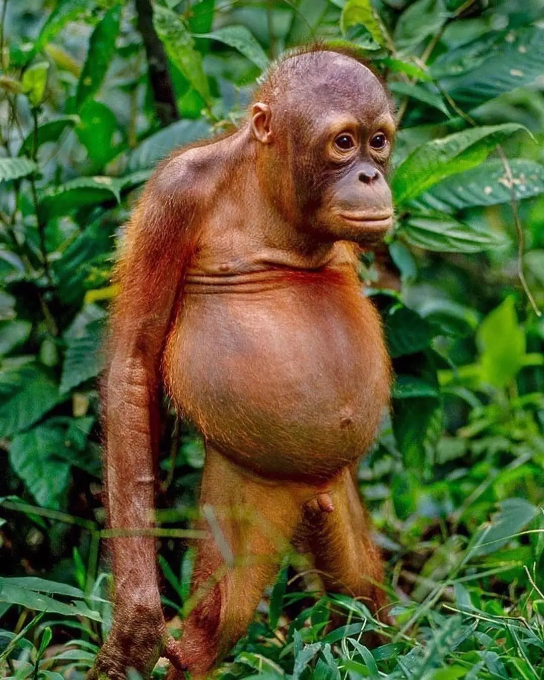 orang utan sad traurig.webp
