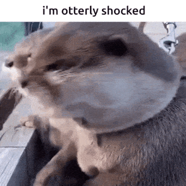 OTTERSSSS.gif