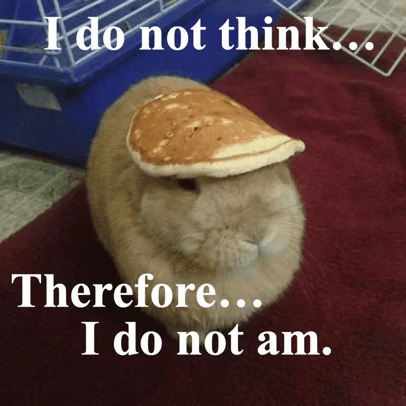 pancake-bunny.webp