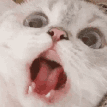 panic-cat.gif