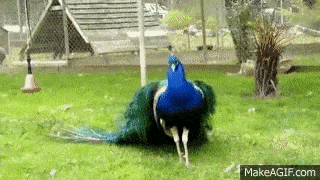 peacock.gif