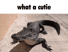 petting-aligator.gif
