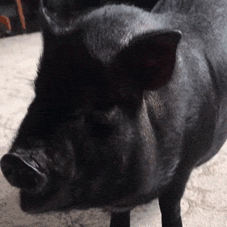 piggy-pig.gif