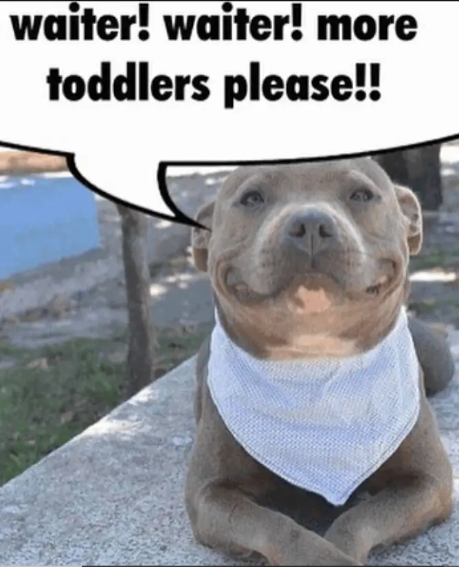 Pitbull toddlers.webp