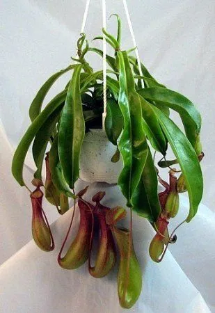 PitcherPlant2.webp