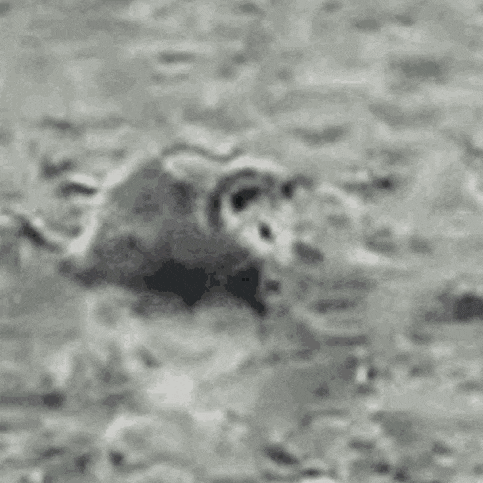 playing possum.gif