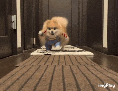 PomeranianKnifeGIF.gif