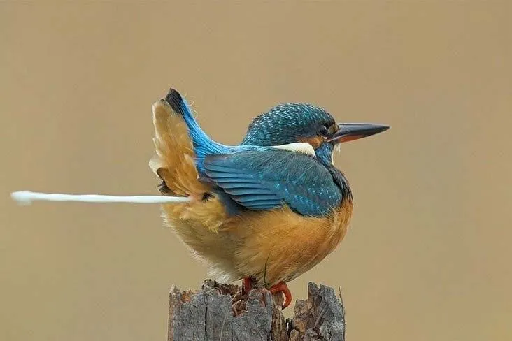 poobird.webp