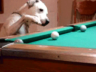 pool doggie.gif