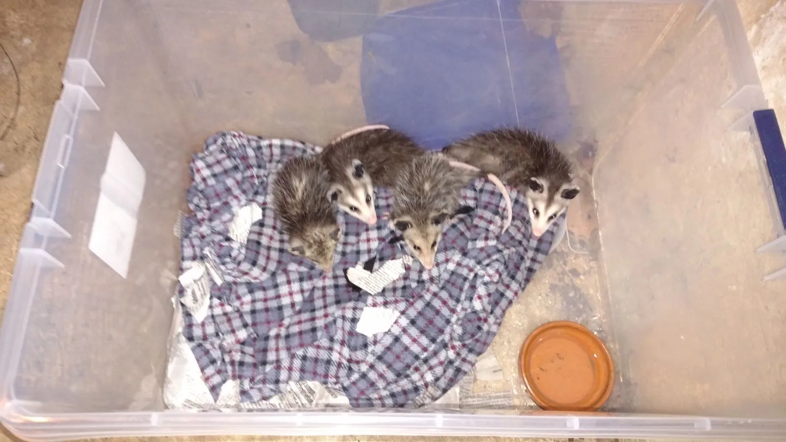 possums.webp