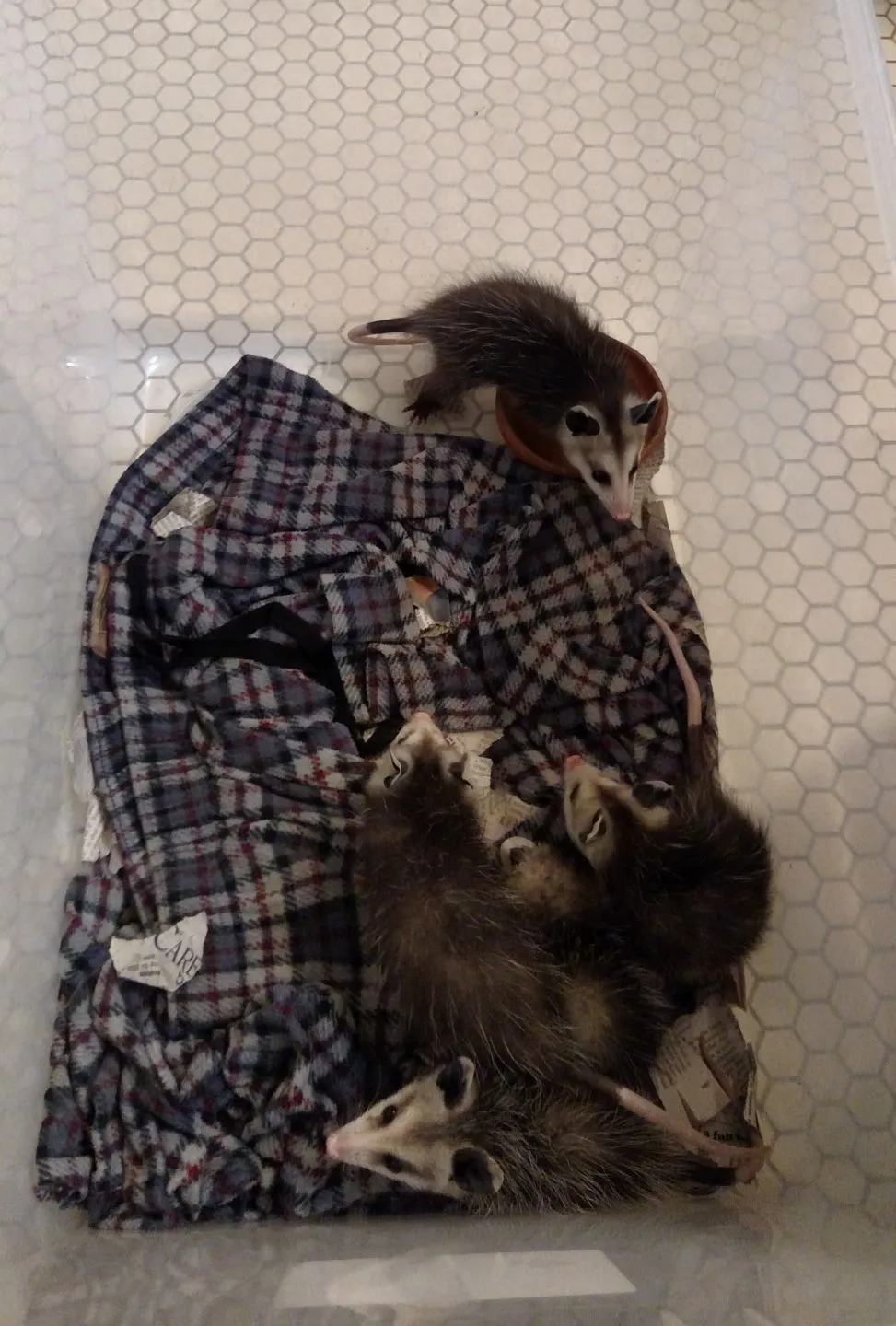 possums2.webp