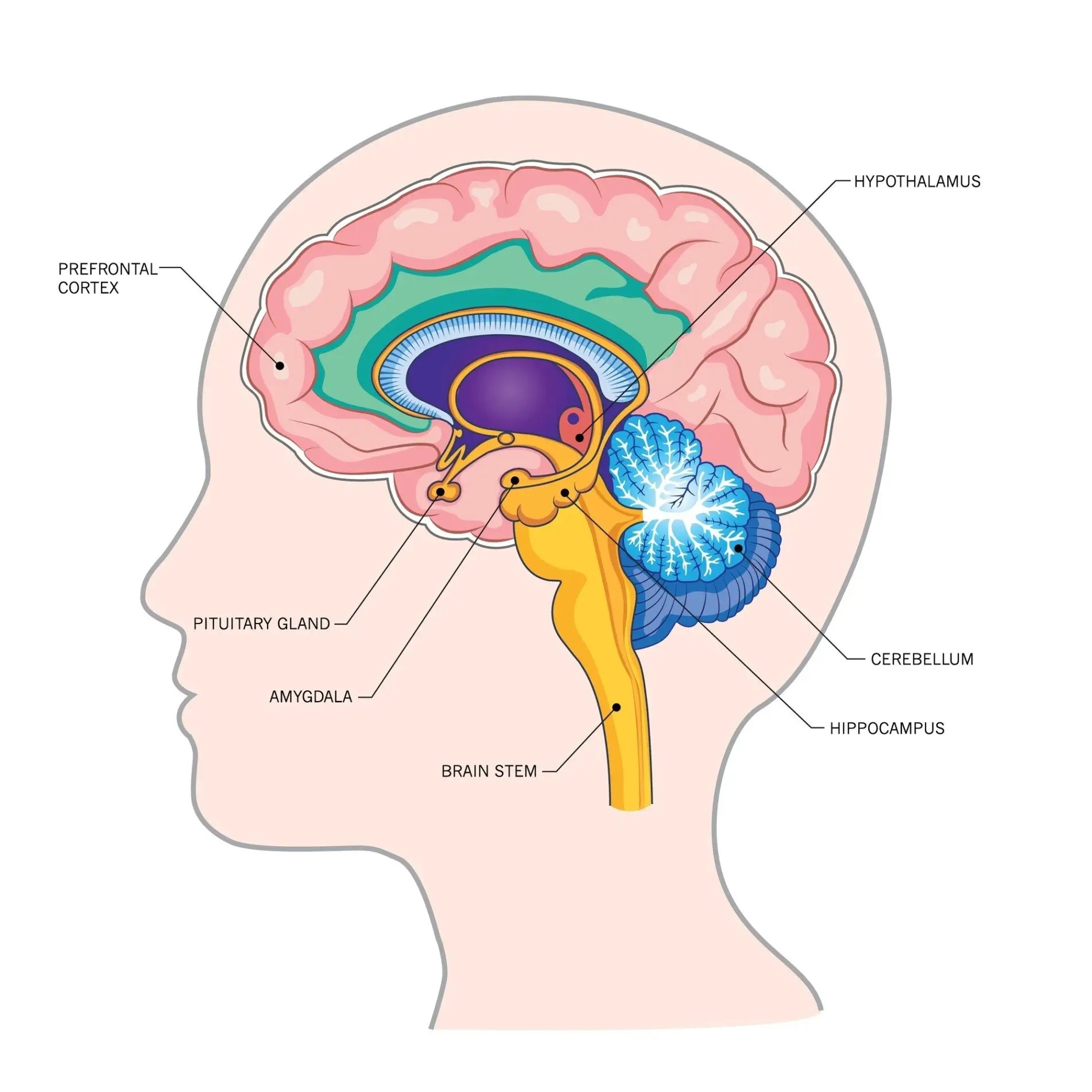 prefrontal-cortex.webp
