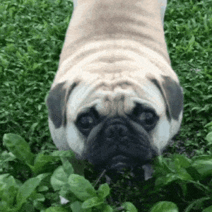 pug-smile-ezgif.com-resize.gif