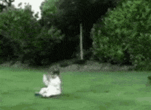 punt-kick.gif