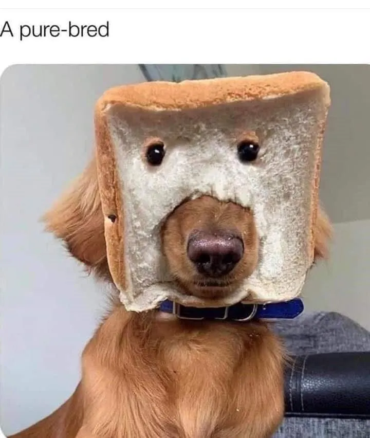 pure-bred.webp