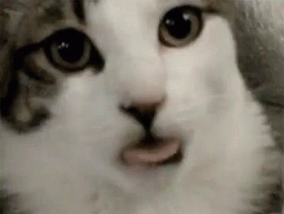 pussy-cat.gif