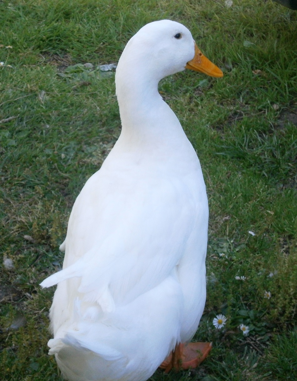 quacka.webp
