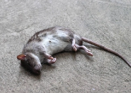 rat.webp