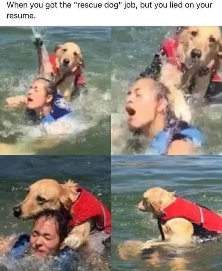 rescue.webp