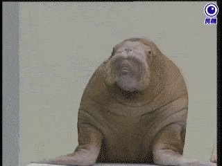 RhPvGbWK78A0.gif
