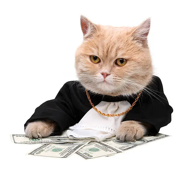 RichCat.webp