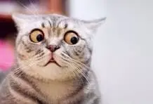 scaredCATlokking.webp