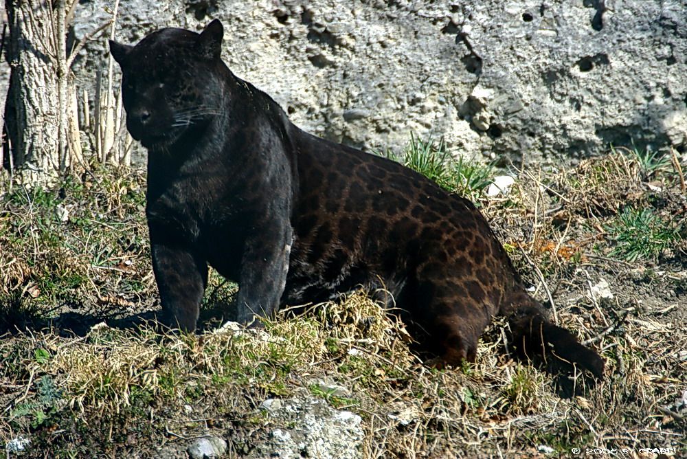 schwarzer-jaguar-bf54384b-03f2-405c-99b4-8e949fe84a6d.jpg